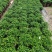 清香木胡椒木穴盘苗7斤袋260盆350盆，基地直供