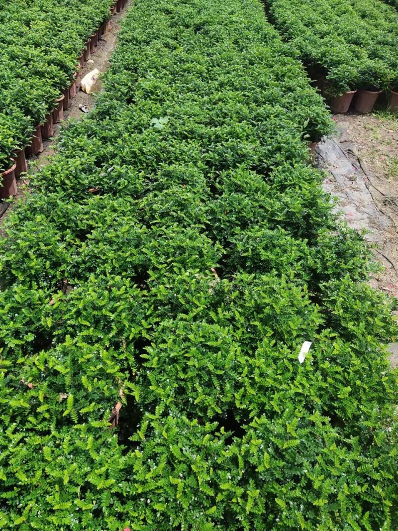 清香木胡椒木穴盘苗7斤袋260盆350盆，基地直供