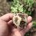 清香木胡椒木穴盘苗7斤袋260盆350盆，基地直供
