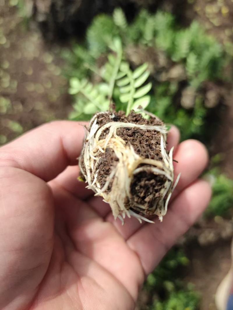 清香木胡椒木穴盘苗7斤袋260盆350盆，基地直供