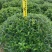 清香木胡椒木穴盘苗7斤袋260盆350盆，基地直供