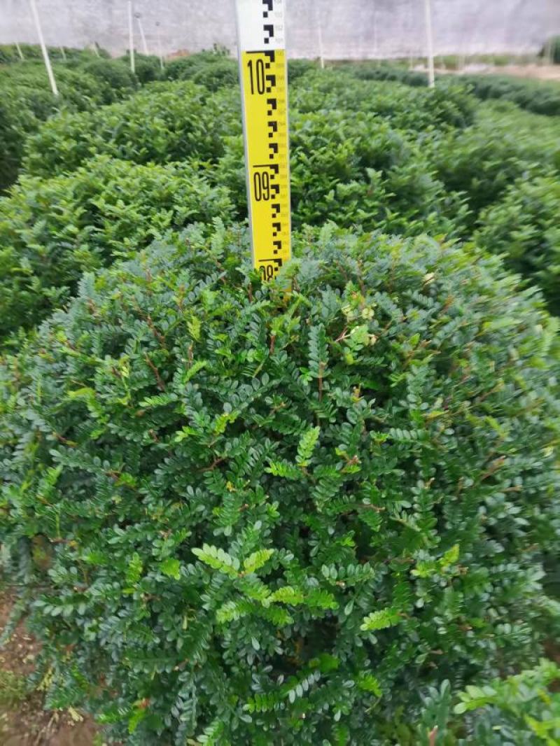 清香木胡椒木穴盘苗7斤袋260盆350盆，基地直供