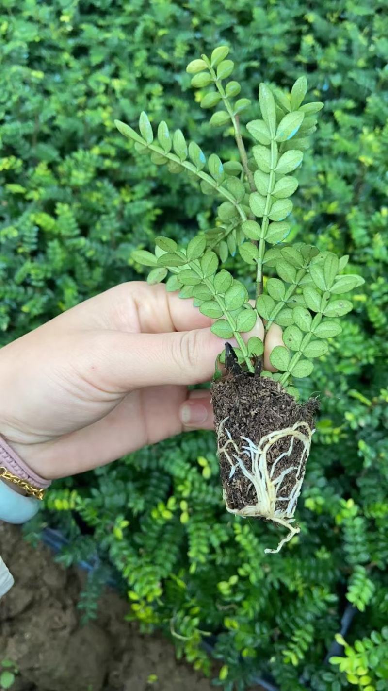 清香木胡椒木穴盘苗7斤袋260盆350盆，基地直供