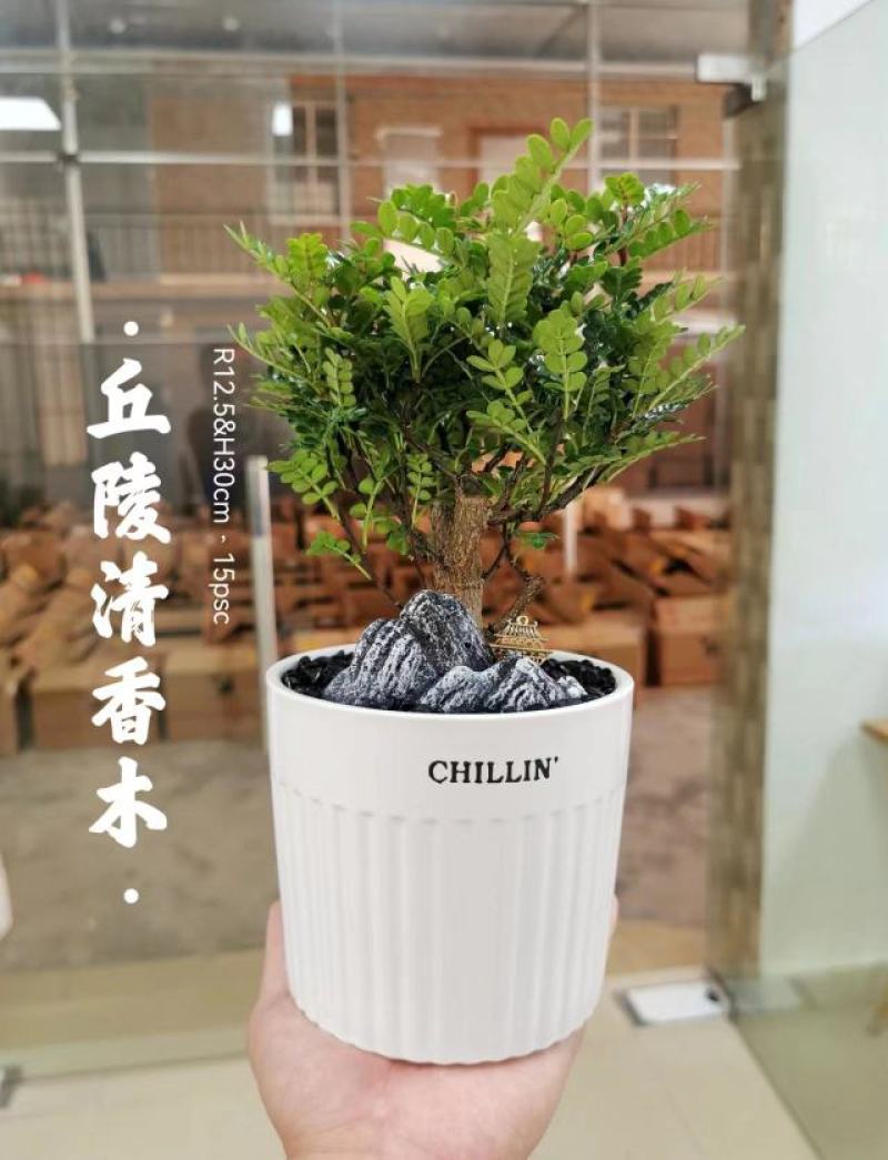 清香木胡椒木穴盘苗7斤袋260盆350盆，基地直供
