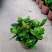 栀子花90盆160盆140盆230盆