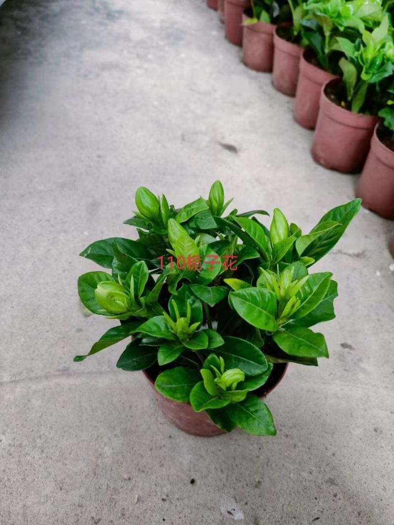 栀子花90盆160盆140盆230盆