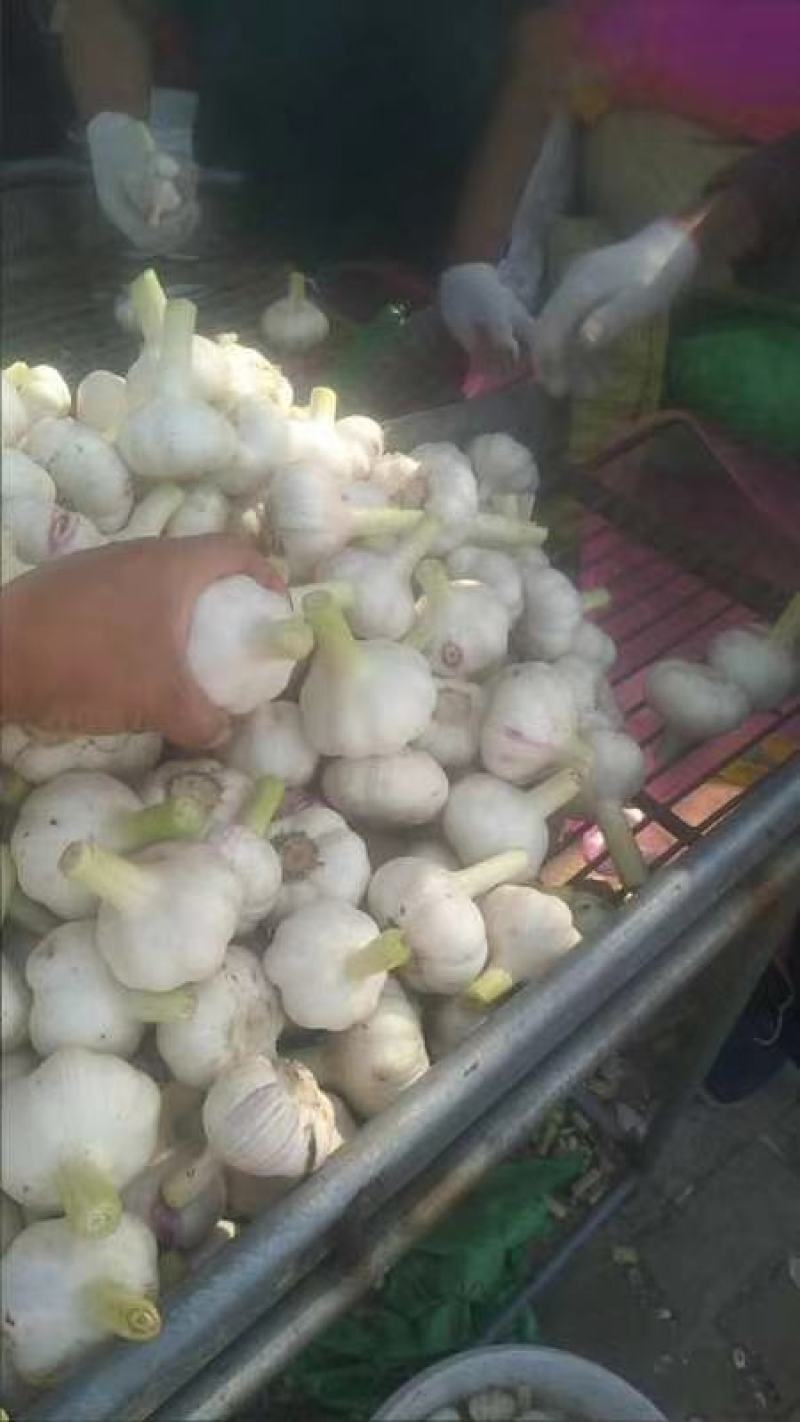 扒皮蒜