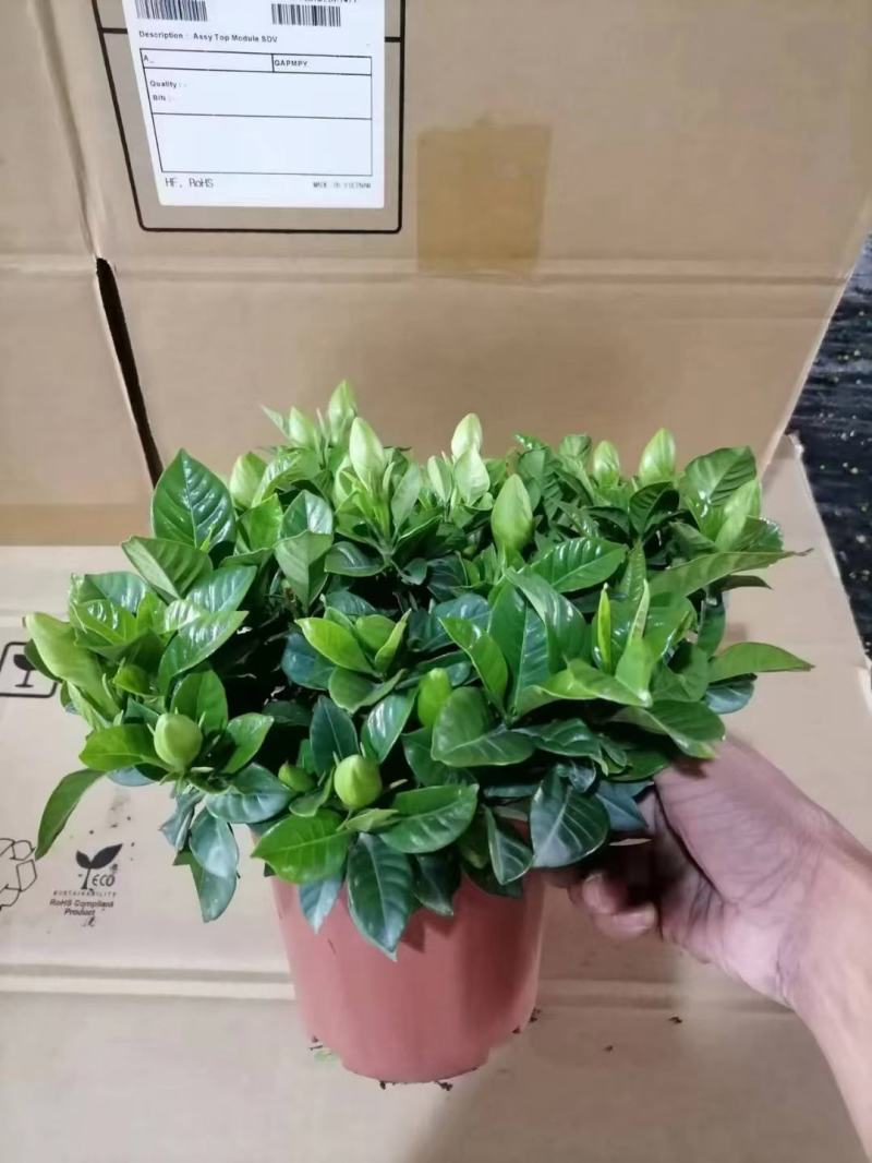 栀子花90盆160盆140盆230盆