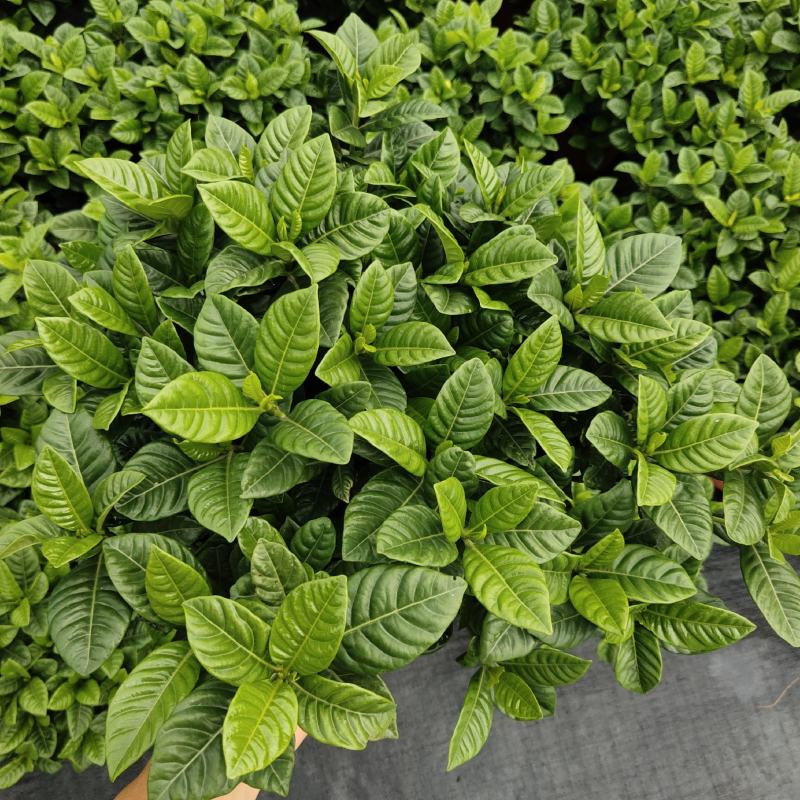 栀子花90盆160盆140盆230盆