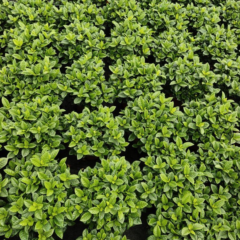 栀子花90盆160盆140盆230盆
