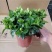 栀子花90盆160盆140盆230盆