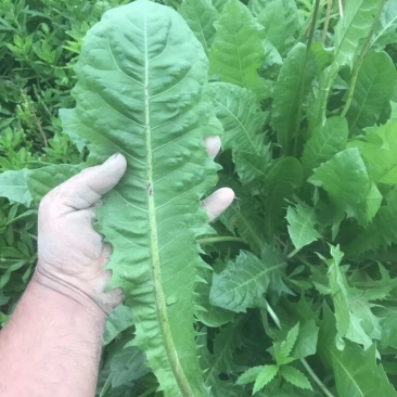 蒲公英巨型蒲公英大叶蒲公英蒲公英茶种子根苗