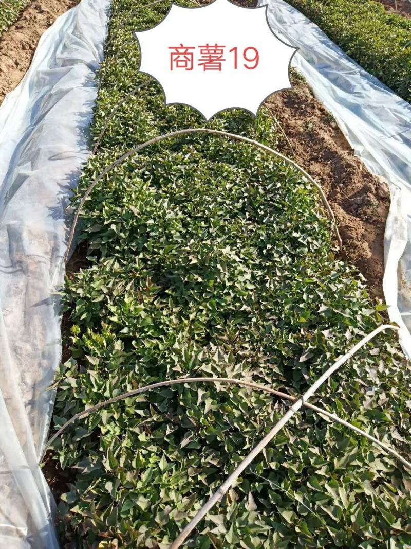 龙九商薯19红薯苗