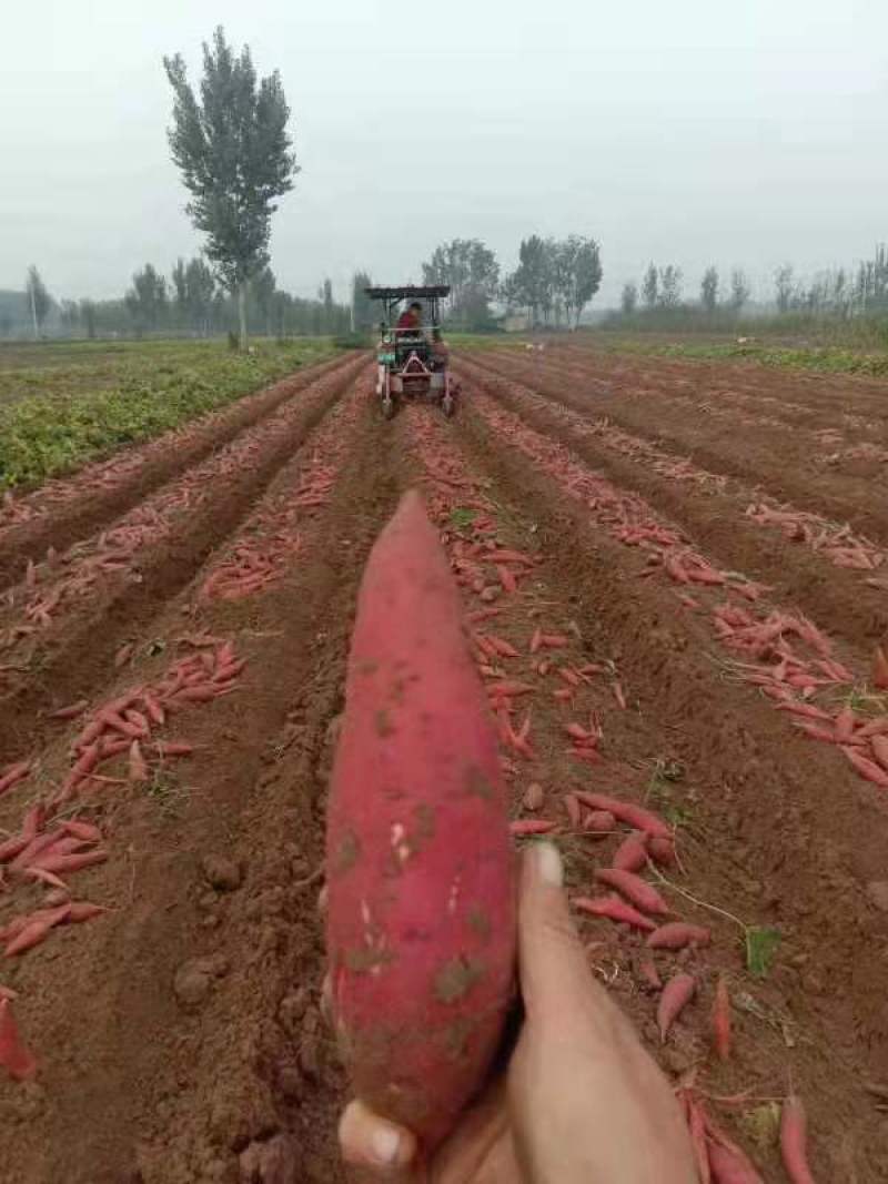 龙九商薯19红薯苗