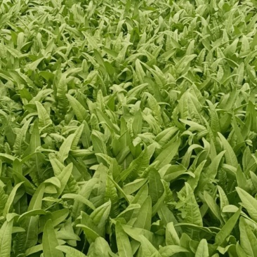 香大脆甜油麦菜