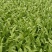 香大脆甜油麦菜