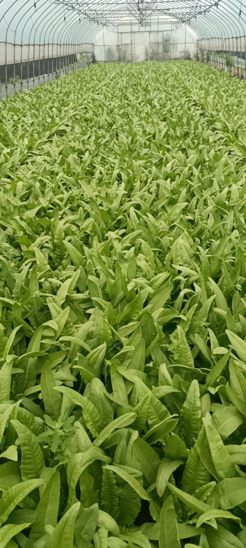 香大脆甜油麦菜
