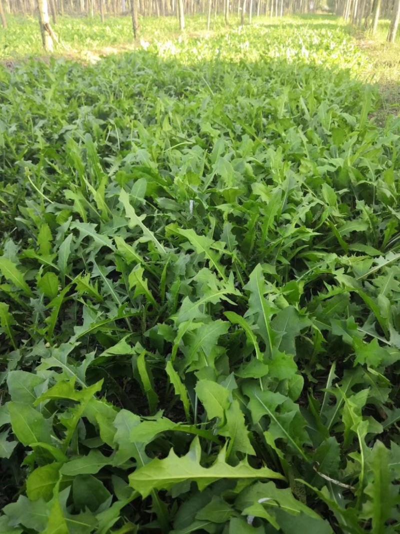 蒲公英巨型蒲公英大叶蒲公英蒲公英茶种子根苗