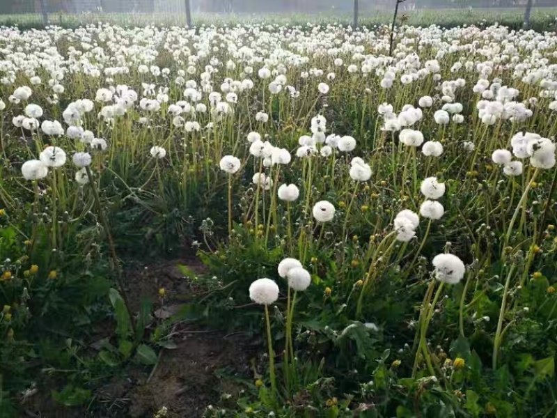 蒲公英巨型蒲公英大叶蒲公英蒲公英茶种子根苗