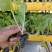 【精品货源】白菜苗品种好产量高,货源充足稳定,欢迎大家来选购