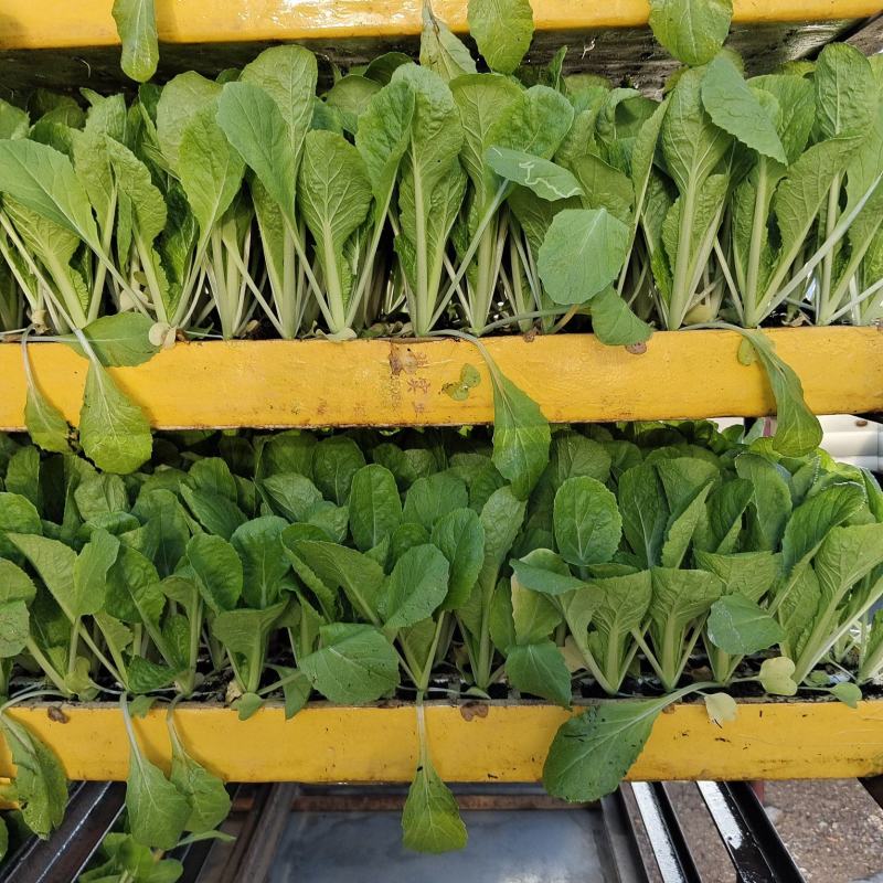 【精品货源】白菜苗品种好产量高，货源充足稳定，欢迎大家来选购