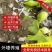 甲鱼苗中华鳖苗小甲鱼活体优质甲鱼苗家养外塘养殖多省包邮