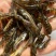 重庆潼南淡水养殖场优良品种欢迎各位老板光临