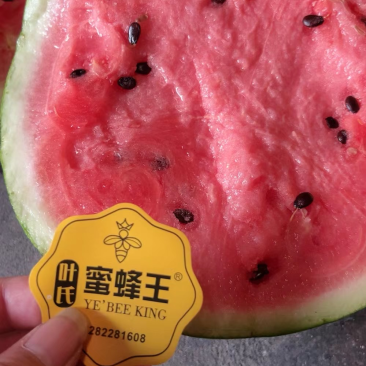 东台西瓜，8428，.爆炸金星，黄黄，香瓜，脆甜瓜，
