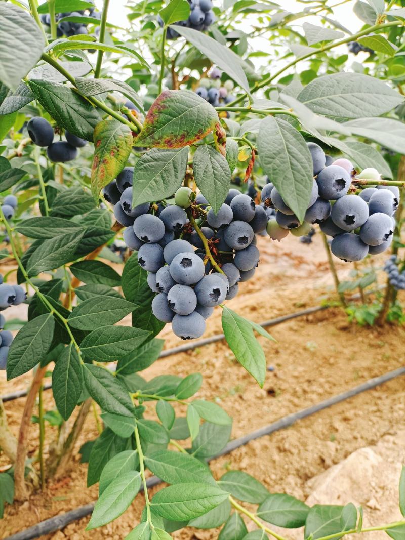 串果蓝莓高端