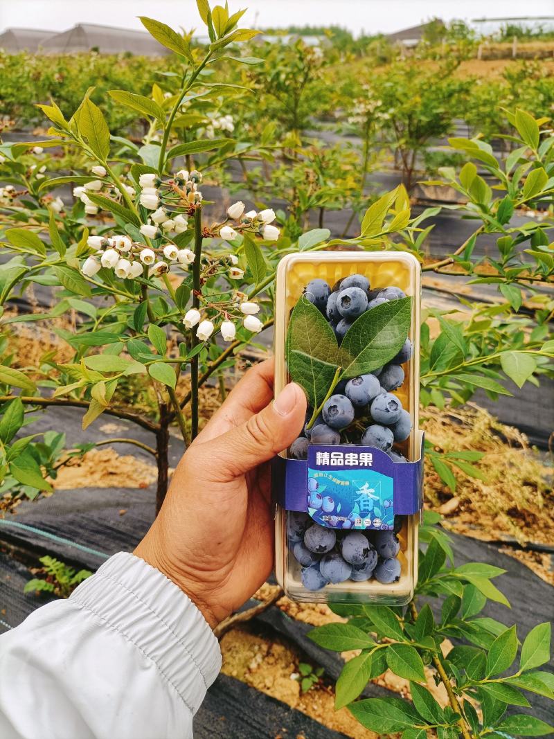 串果蓝莓高端