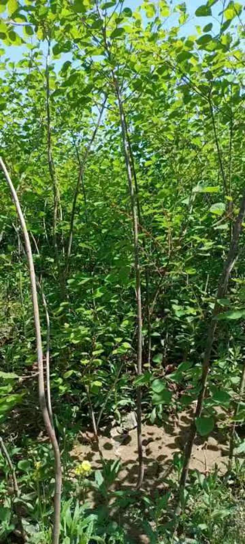 黄栌-黄栌地经1cm营养杯苗，工程绿化，荒山造林