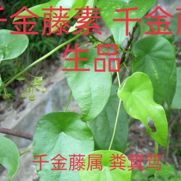 药材千金藤千金藤素粪基笃生品藤现采发藤