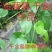 药材千金藤千金藤素粪基笃生品藤现采发藤