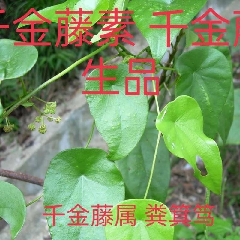 药材千金藤千金藤素粪基笃生品藤现采发藤