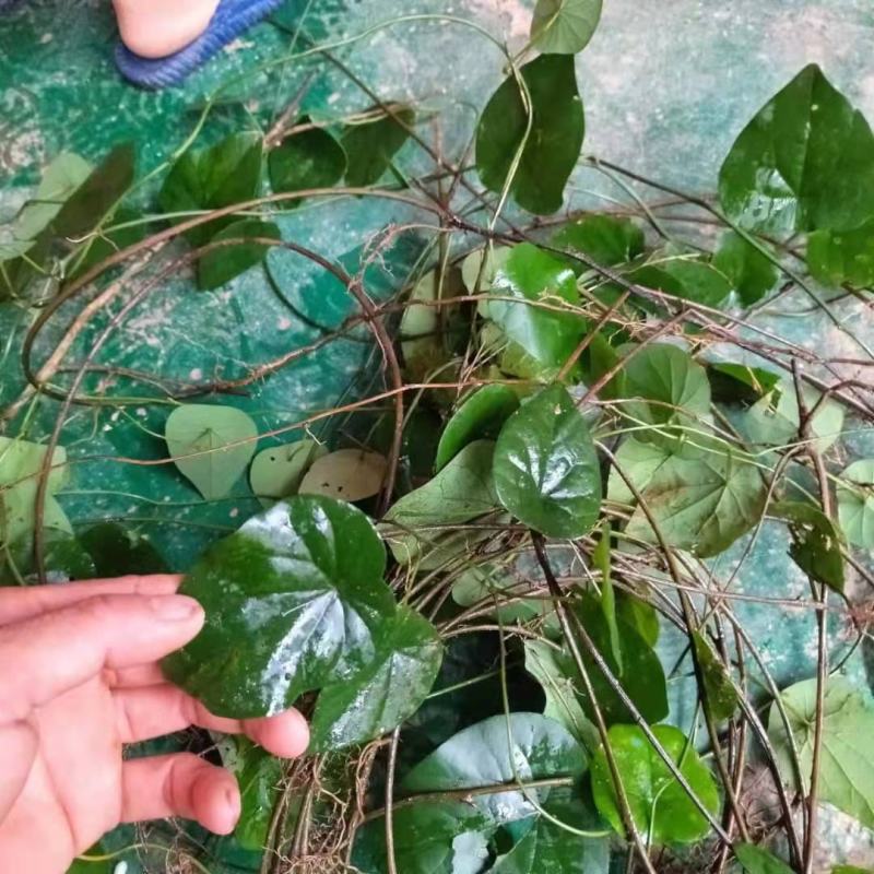 药材千金藤千金藤素粪基笃生品藤现采发藤