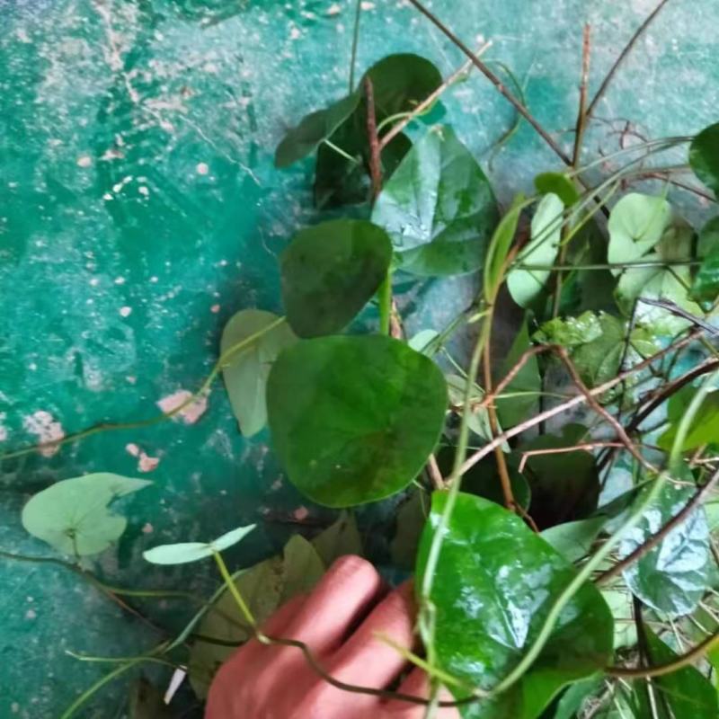 药材千金藤千金藤素粪基笃生品藤现采发藤
