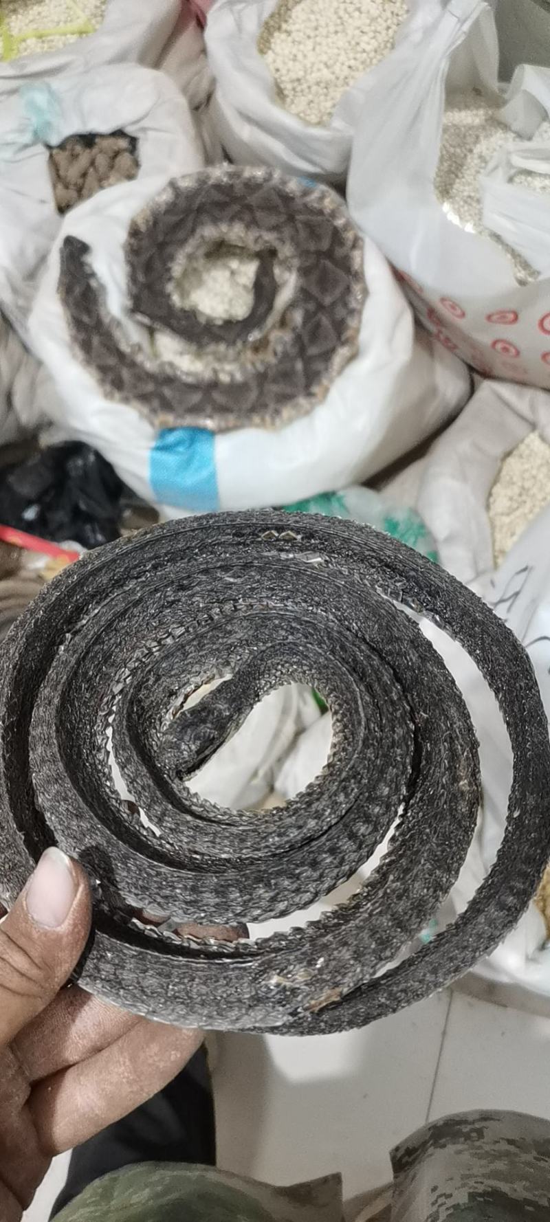 乌梢蛇干水利蛇去除内脏没有异味大量供应