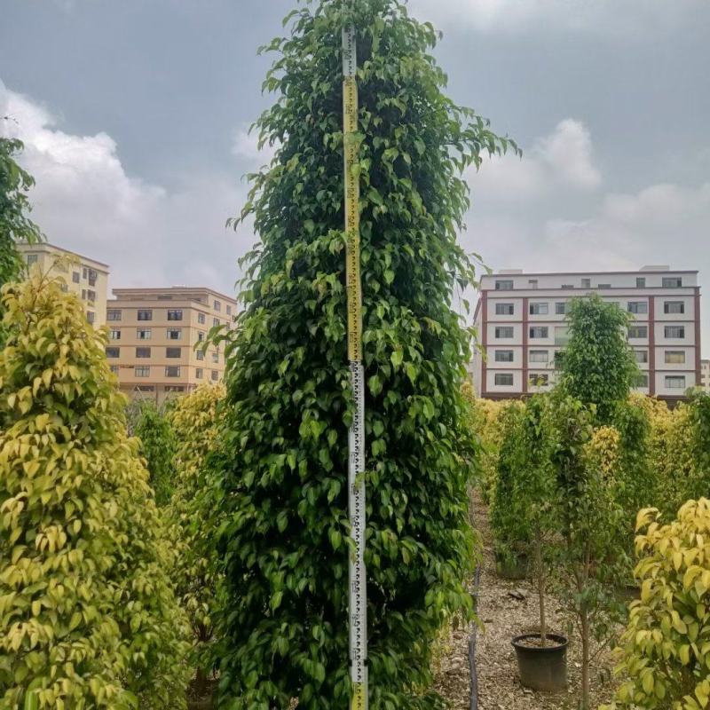 一手货源，垂榕基地直发
