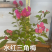 出售各种三角梅小苗（水红，绿樱、云南紫）