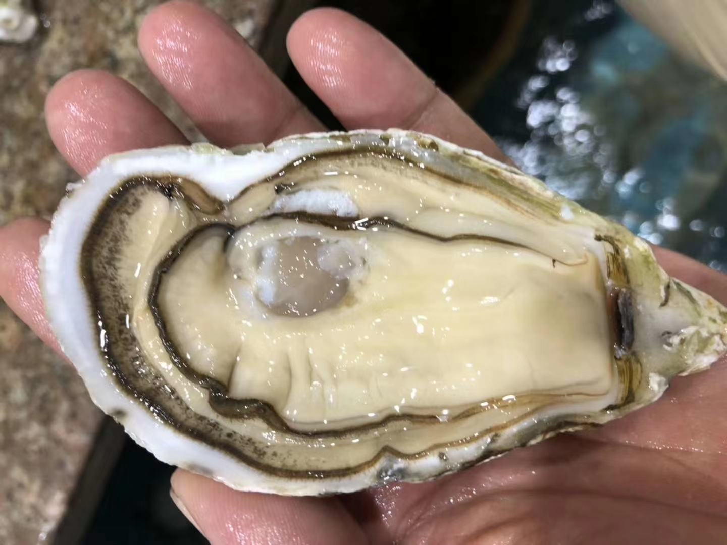 生蚝内部状态良好,肉质饱满,壳内湿润,显示其仍然存活 生蚝特写,展示其内部湿润的状态
