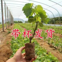 【带土带叶发货】葡萄树苗盆栽地阳台栽庭院南北方种植当年结