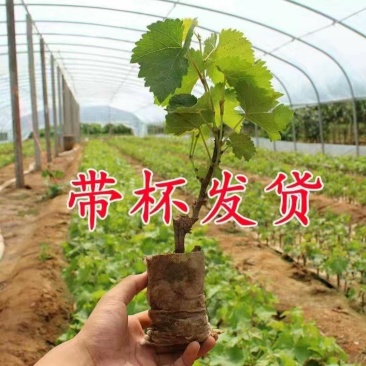 【带土带叶发货】葡萄树苗盆栽地阳台栽庭院南北方种植当年结