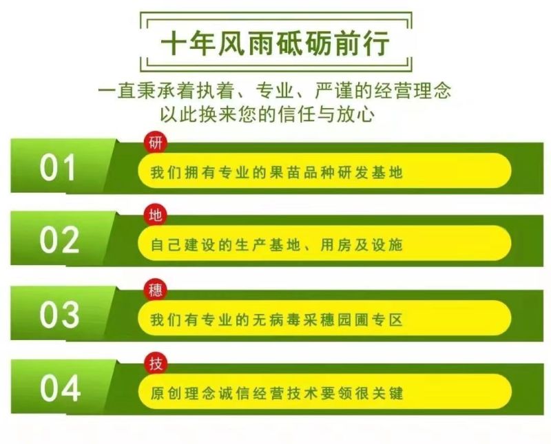 【带土带叶发货】葡萄树苗盆栽地阳台栽庭院南北方种植当年结