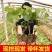 【带土带叶发货】葡萄树苗盆栽地阳台栽庭院南北方种植当年结