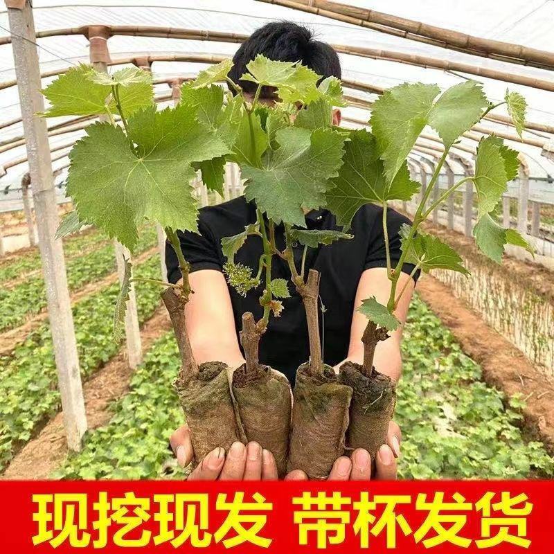 【带土带叶发货】葡萄树苗盆栽地阳台栽庭院南北方种植当年结