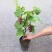 【带土带叶发货】葡萄树苗盆栽地阳台栽庭院南北方种植当年结