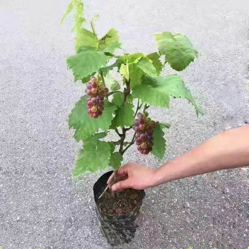 【带土带叶发货】葡萄树苗盆栽地阳台栽庭院南北方种植当年结