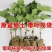【带土带叶发货】葡萄树苗盆栽地阳台栽庭院南北方种植当年结