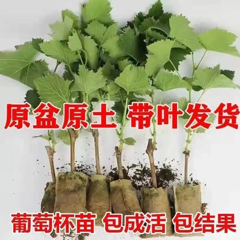 【带土带叶发货】葡萄树苗盆栽地阳台栽庭院南北方种植当年结