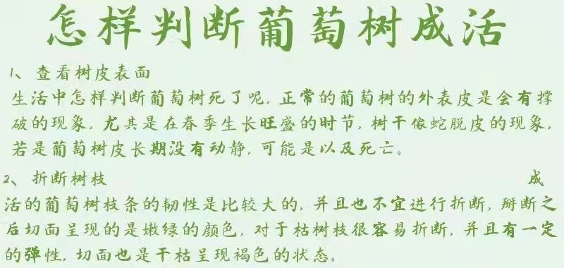 【带土带叶发货】葡萄树苗盆栽地阳台栽庭院南北方种植当年结